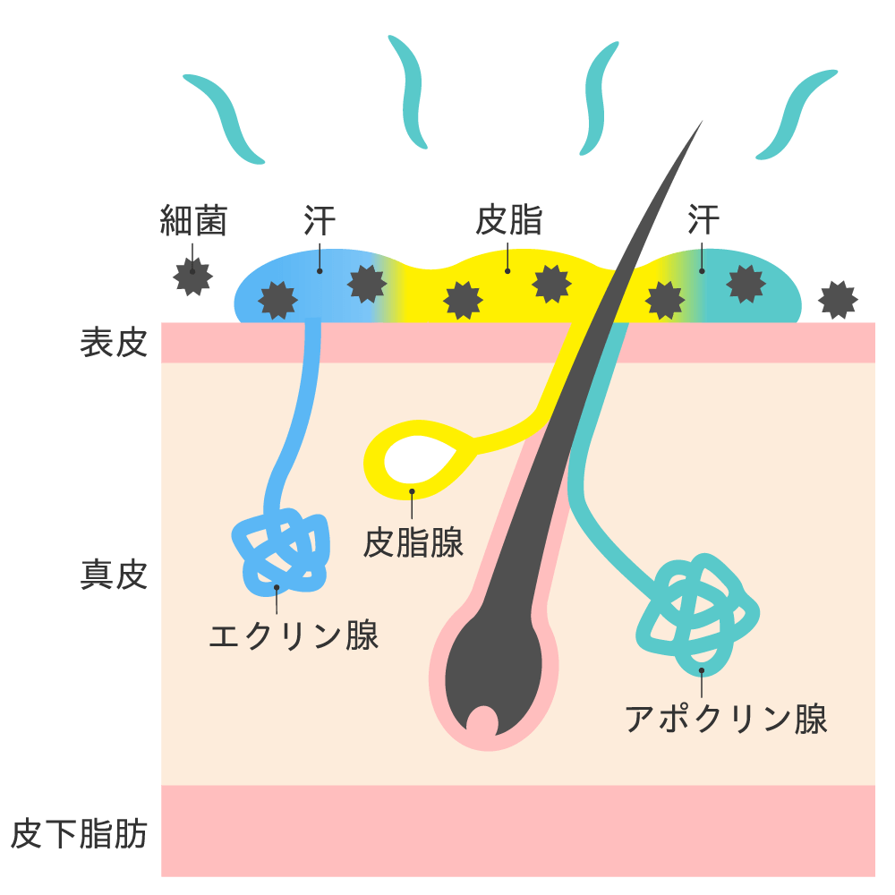 ワキガ・多汗症治療 ミラドライ 治療メカニズム イラスト